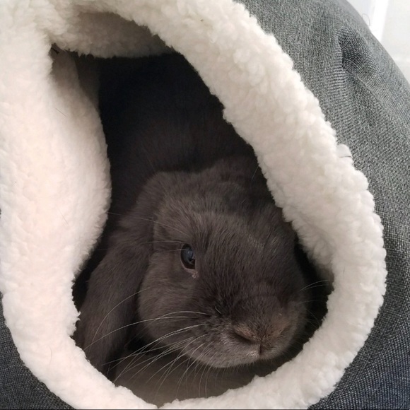 Meet your Posher, Hailey - Picture 1 of 1